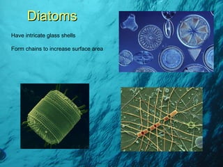 Diatoms Have intricate glass shells Form chains to increase surface area 