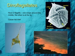 Dinoflagellates Have 2 flagella – one wraps around the middle, the other is at the tip Cause red tide! 