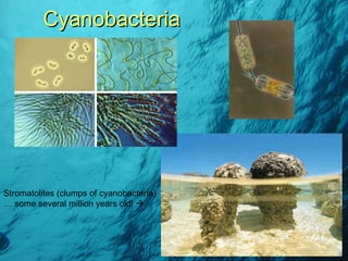 Cyanobacteria Stromatolites (clumps of cyanobacteria) … some several million years old!   