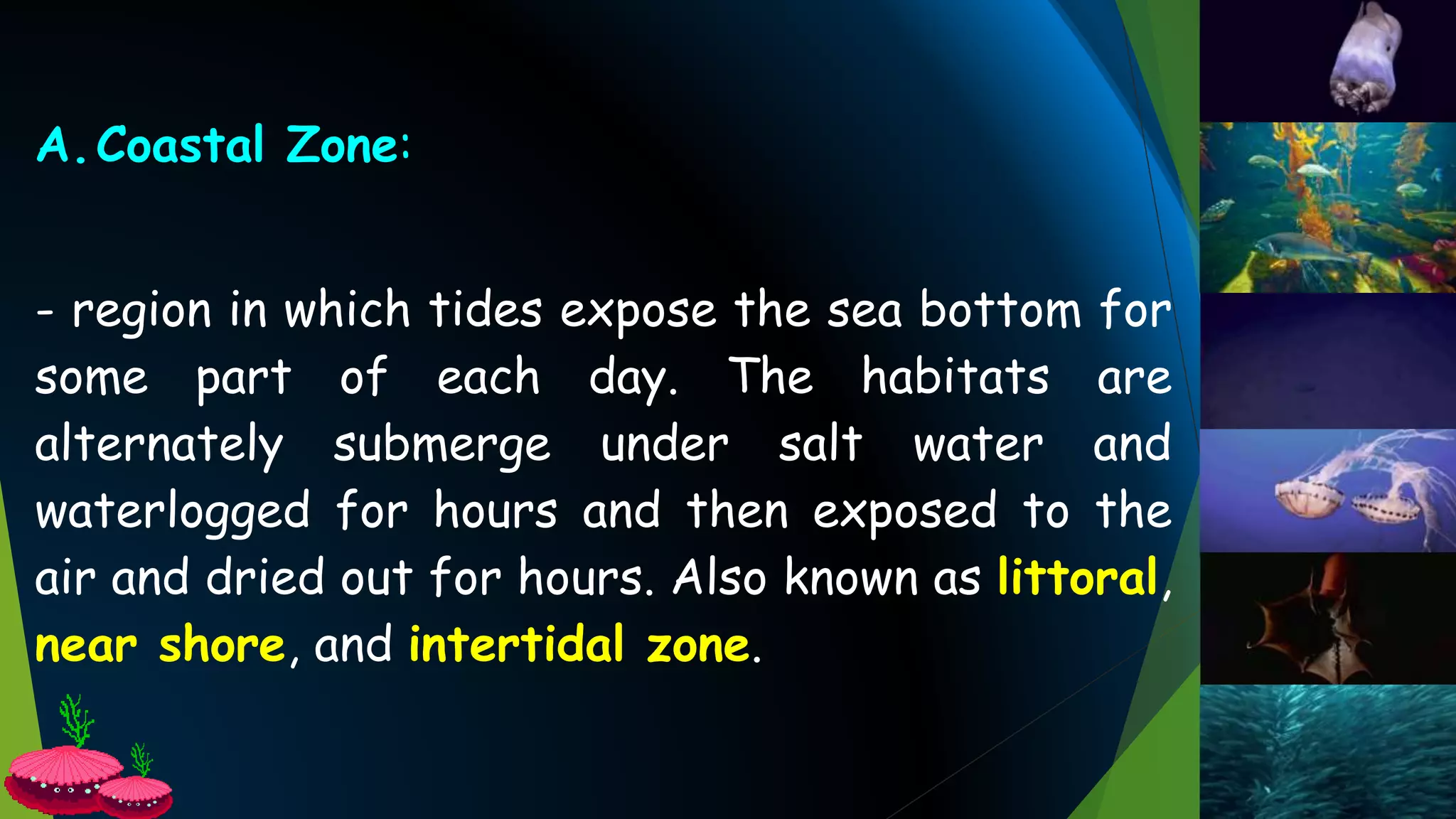A.Coastal Zone:
- region in which tides expose the sea bottom for
some part of each day. The habitats are
alternately submerge under salt water and
waterlogged for hours and then exposed to the
air and dried out for hours. Also known as littoral,
near shore, and intertidal zone.
 