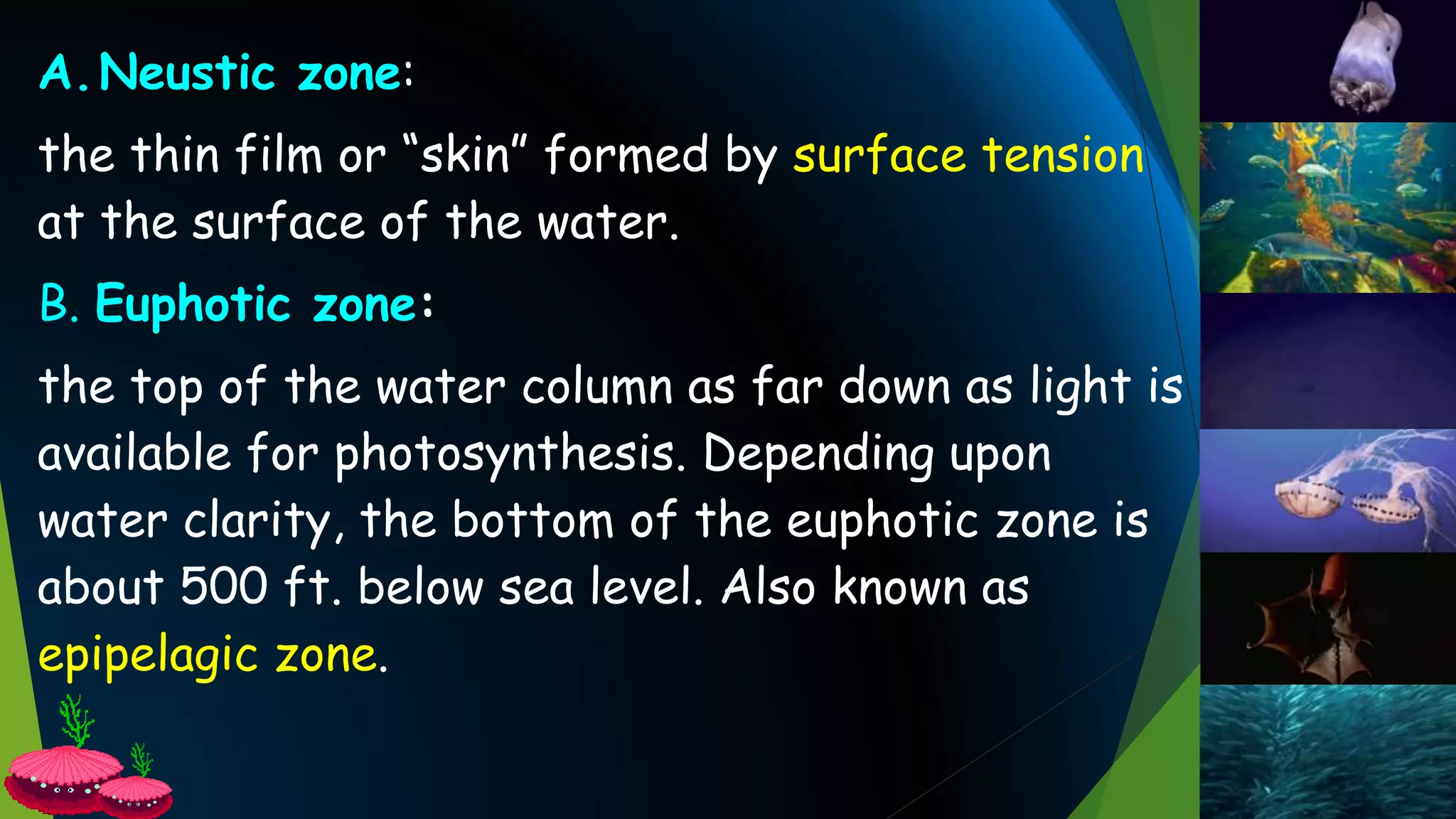A.Neustic zone:
the thin film or “skin” formed by surface tension
at the surface of the water.
B. Euphotic zone:
the top of the water column as far down as light is
available for photosynthesis. Depending upon
water clarity, the bottom of the euphotic zone is
about 500 ft. below sea level. Also known as
epipelagic zone.
 