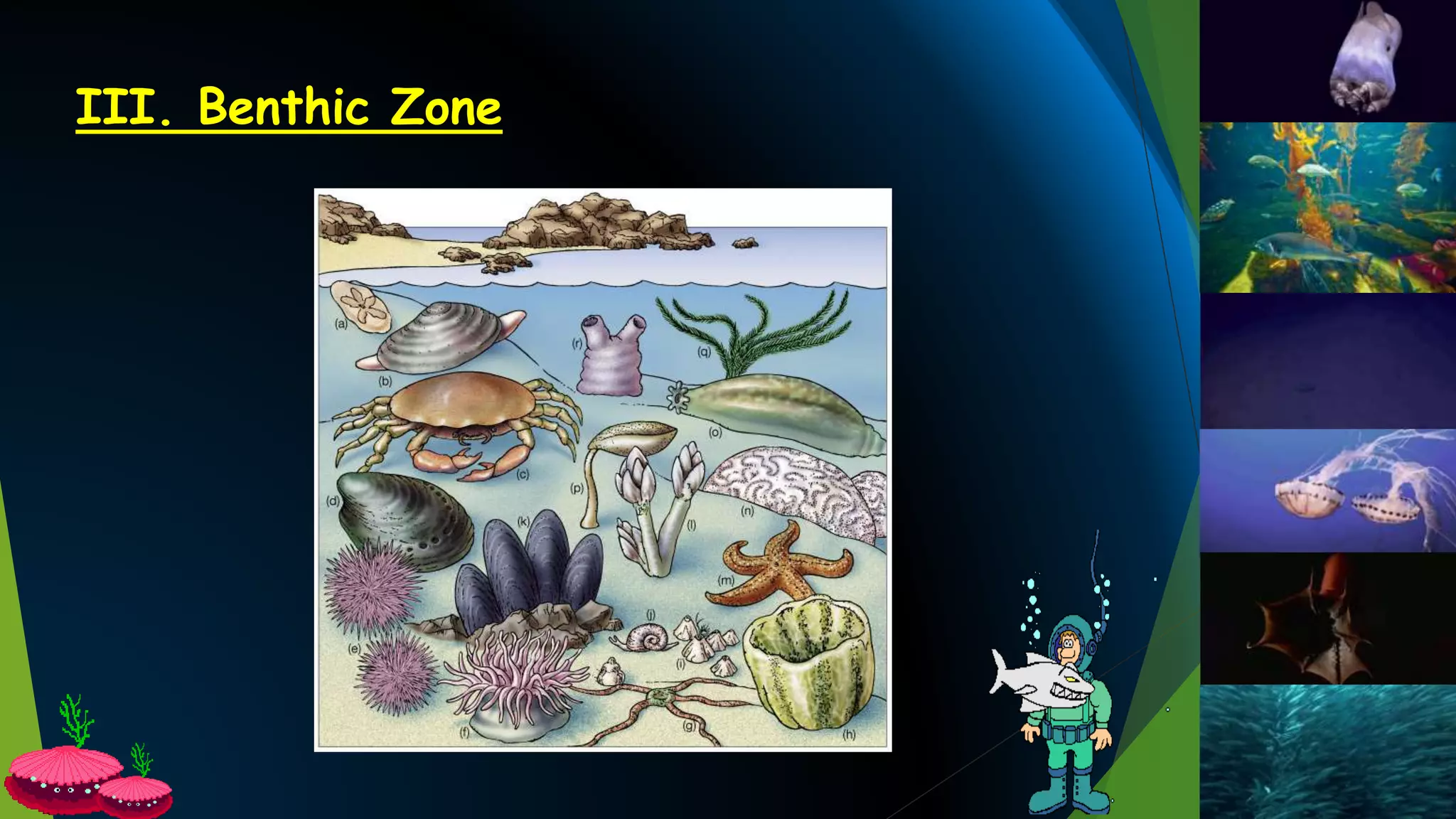 III. Benthic Zone
 