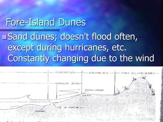 Fore-Island Dunes
Sand dunes; doesn't flood often,
except during hurricanes, etc.
Constantly changing due to the wind
 