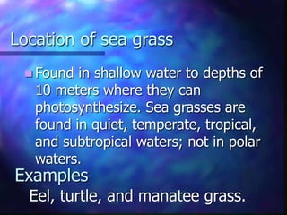 Location of sea grass
 Found in shallow water to depths of
10 meters where they can
photosynthesize. Sea grasses are
found in quiet, temperate, tropical,
and subtropical waters; not in polar
waters.
Eel, turtle, and manatee grass.
Examples
 
