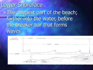 Lower Shoreface
The deepest part of the beach;
farther into the water, before
the breaker bar that forms
waves
 