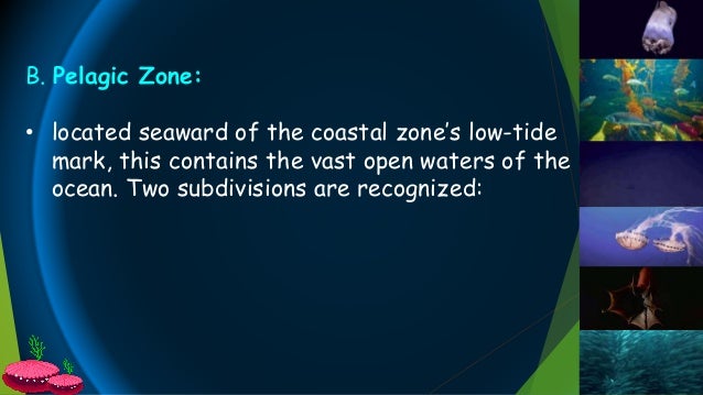 pelagic zone