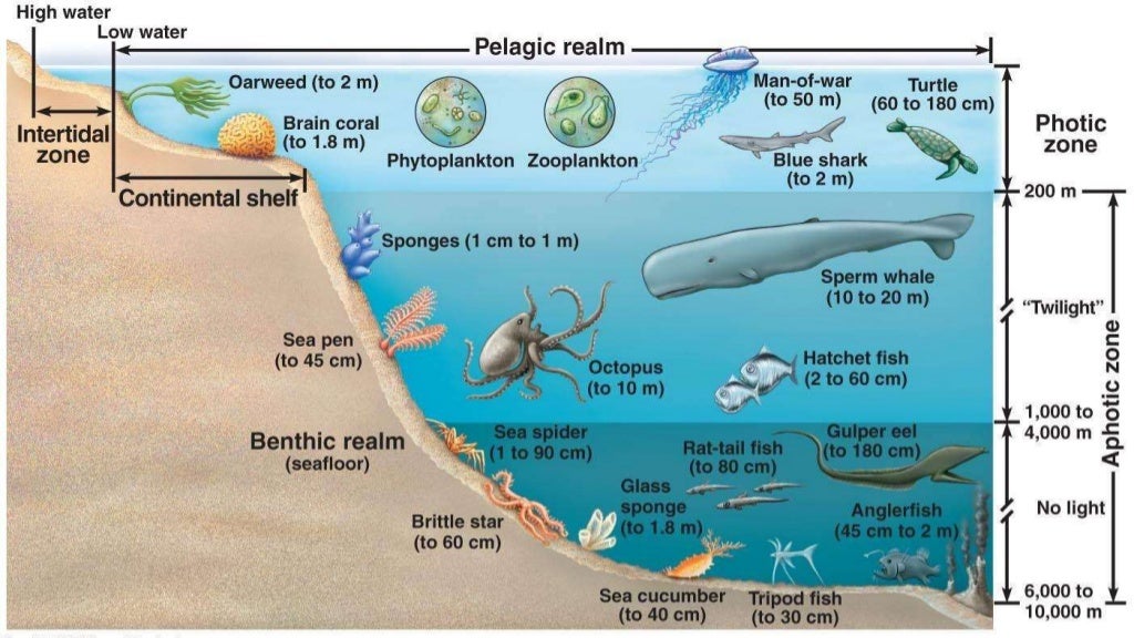 Pacific Marine Ecology PPT