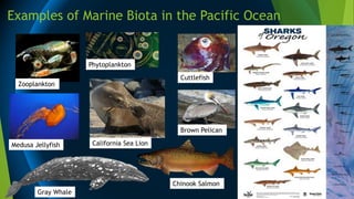 Examples of Marine Biota in the Pacific Ocean
Zooplankton
Phytoplankton
Cuttlefish
Medusa Jellyfish California Sea Lion
Brown Pelican
Gray Whale
Chinook Salmon
 