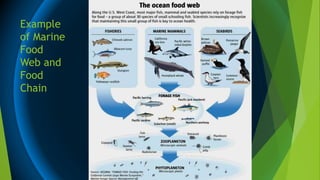 Example
of Marine
Food
Web and
Food
Chain
 