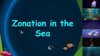 Zonation in the
Sea
 