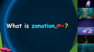 What is zonation ?
 
