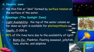 A. Neustic zone:
• the thin film or “skin” formed by surface tension at
the surface of the water.
B. Epipelagic (The Sunlight Zone)
• Light Availability: the top of the water column as
far down as light is available for photosynthesis.
• Depth: 0-200 m
• 90% of life lives here due to the availability of light!
• Biotic Ex: Plankton, floating seaweed, jellyfish,
tuna, sharks, and dolphins
 