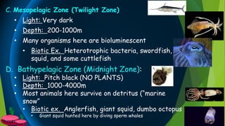 C. Mesopelagic Zone (Twilight Zone)
• Light: Very dark
• Depth: 200-1000m
• Many organisms here are bioluminescent
• Biotic Ex. Heterotrophic bacteria, swordfish,
squid, and some cuttlefish
D. Bathypelagic Zone (Midnight Zone):
• Light: Pitch black (NO PLANTS)
• Depth: 1000-4000m
• Most animals here survive on detritus (“marine
snow”
• Biotic ex. Anglerfish, giant squid, dumbo octopus
• Giant squid hunted here by diving sperm whales
 