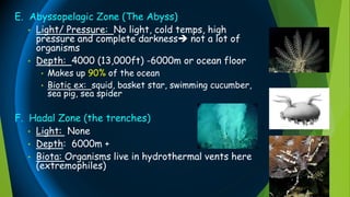 E. Abyssopelagic Zone (The Abyss)
• Light/ Pressure: No light, cold temps, high
pressure and complete darkness not a lot of
organisms
• Depth: 4000 (13,000ft) -6000m or ocean floor
• Makes up 90% of the ocean
• Biotic ex: squid, basket star, swimming cucumber,
sea pig, sea spider
F. Hadal Zone (the trenches)
• Light: None
• Depth: 6000m +
• Biota: Organisms live in hydrothermal vents here
(extremophiles)
 