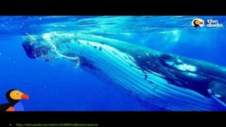  https://www.youtube.com/watch?v=NTw8MR67xv8&feature=youtu.be
 