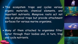  This ecosystem traps and cycles various
organic materials, chemical elements, and
important nutrients. Mangrove roots act not
only as physical traps but provide attachment
surfaces for various marine organisms.
 Many of them attached to organisms filter
water through their bodies and, in turn, trap
and cycle nutrients.
 