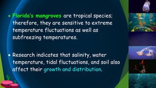  Florida’s mangroves are tropical species;
therefore, they are sensitive to extreme
temperature fluctuations as well as
subfreezing temperatures.
 Research indicates that salinity, water
temperature, tidal fluctuations, and soil also
affect their growth and distribution.
 