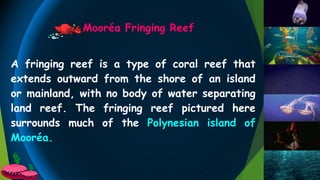 Mooréa Fringing Reef
A fringing reef is a type of coral reef that
extends outward from the shore of an island
or mainland, with no body of water separating
land reef. The fringing reef pictured here
surrounds much of the Polynesian island of
Mooréa.
 