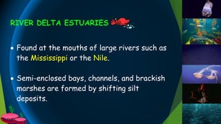 RIVER DELTA ESTUARIES
 Found at the mouths of large rivers such as
the Mississippi or the Nile.
 Semi-enclosed bays, channels, and brackish
marshes are formed by shifting silt
deposits.
 