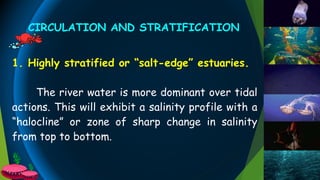 1. Highly stratified or “salt-edge” estuaries.
The river water is more dominant over tidal
actions. This will exhibit a salinity profile with a
“halocline” or zone of sharp change in salinity
from top to bottom.
CIRCULATION AND STRATIFICATION
 