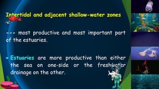 Intertidal and adjacent shallow-water zones
--- most productive and most important part
of the estuaries.
 Estuaries are more productive than either
the sea on one-side or the freshwater
drainage on the other.
 