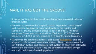 MAN, IT HAS GOT THE GROOVE!
• A mangrove is a shrub or small tree that grows in coastal saline or
brackish water
• The term is also used for tropical coastal vegetation consisting of
such species. Mangroves occur worldwide in the tropics and
subtropics, mainly between latitudes 25° N and 25° S.The total
mangrove forest area of the world in 2000 was 137,800 square
kilometres (53,200 sq mi), spanning 118 countries and territories.
• Mangroves are salt tolerant trees, also called halophytes, and are
adapted to life in harsh coastal conditions. They contain a complex
salt filtration system and complex root system to cope with salt water
immersion and wave action. They are adapted to the low oxygen
(anoxic) conditions of waterlogged mud.
 