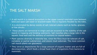 THE SALT MARSH
• A salt marsh is a coastal ecosystem in the upper coastal intertidal zone between
land and open salt water or brackish water that is regularly flooded by the tides.
• It is dominated by dense stands of salt-tolerant plants such as herbs, grasses,
or low shrubs.
• These plants are terrestrial in origin and are essential to the stability of the salt
marsh in trapping and binding sediments. Salt marshes play a large role in the
aquatic food web and the delivery of nutrients to coastal waters.
• Plant species diversity is relatively low, since the flora must be tolerant of salt,
complete or partial submersion, and anoxic mud substrate. The most common
salt marsh plants are glassworts
• They serve as depositories for a large amount of organic matter and are full of
decomposition, which feeds a broad food chain of organisms from bacteria to
mammals.
 