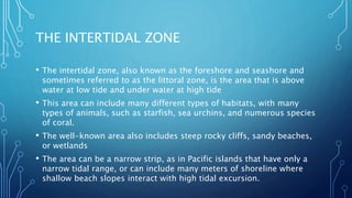 THE INTERTIDAL ZONE
• The intertidal zone, also known as the foreshore and seashore and
sometimes referred to as the littoral zone, is the area that is above
water at low tide and under water at high tide
• This area can include many different types of habitats, with many
types of animals, such as starfish, sea urchins, and numerous species
of coral.
• The well-known area also includes steep rocky cliffs, sandy beaches,
or wetlands
• The area can be a narrow strip, as in Pacific islands that have only a
narrow tidal range, or can include many meters of shoreline where
shallow beach slopes interact with high tidal excursion.
 