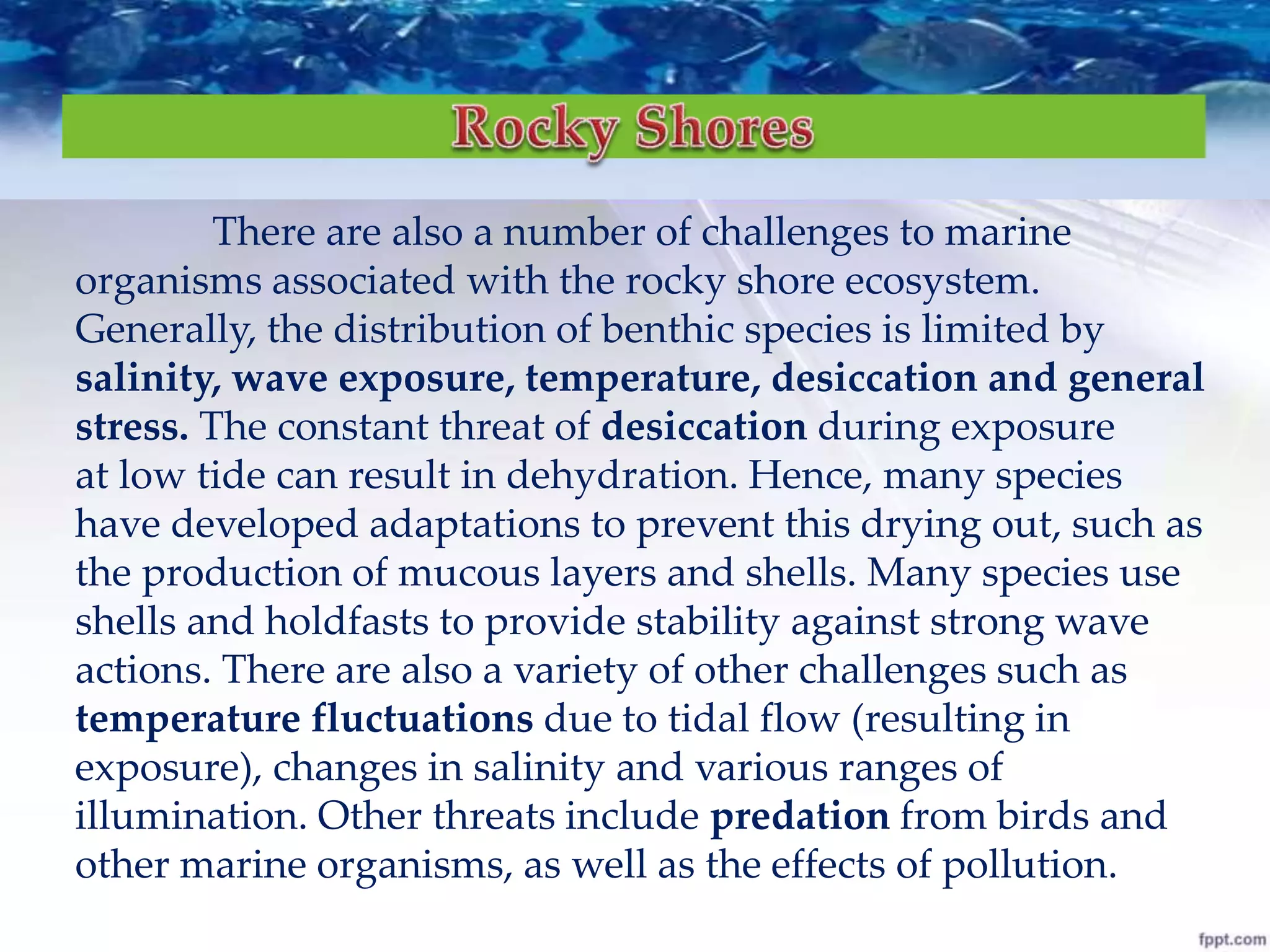 There are also a number of challenges to marine
organisms associated with the rocky shore ecosystem.
Generally, the distribution of benthic species is limited by
salinity, wave exposure, temperature, desiccation and general
stress. The constant threat of desiccation during exposure
at low tide can result in dehydration. Hence, many species
have developed adaptations to prevent this drying out, such as
the production of mucous layers and shells. Many species use
shells and holdfasts to provide stability against strong wave
actions. There are also a variety of other challenges such as
temperature fluctuations due to tidal flow (resulting in
exposure), changes in salinity and various ranges of
illumination. Other threats include predation from birds and
other marine organisms, as well as the effects of pollution.
 