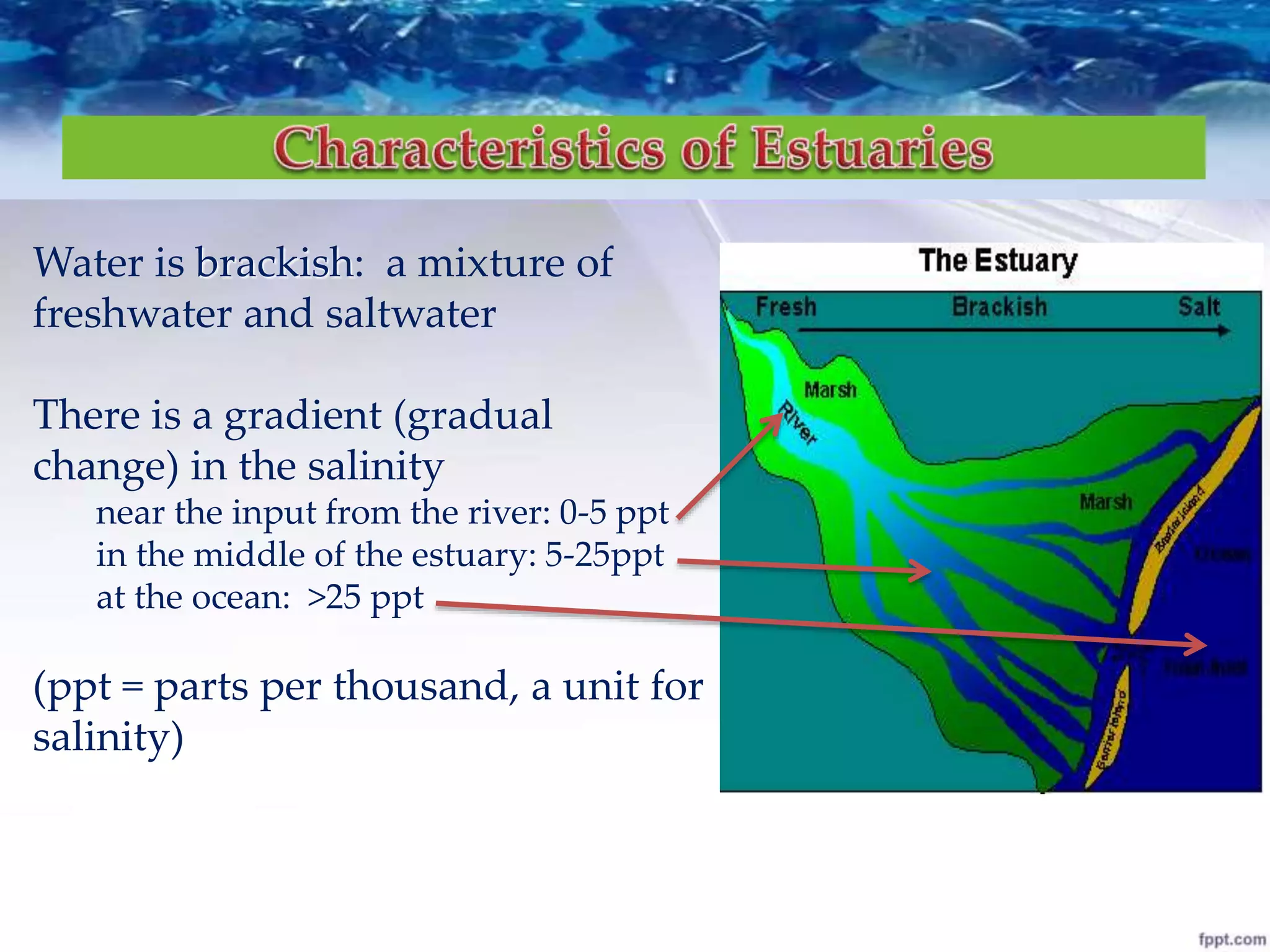 Water is brackish: a mixture of
freshwater and saltwater
There is a gradient (gradual
change) in the salinity
near the input from the river: 0-5 ppt
in the middle of the estuary: 5-25ppt
at the ocean: >25 ppt
(ppt = parts per thousand, a unit for
salinity)
 