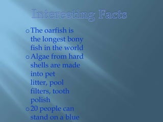 o The oarfish is
  the longest bony
  fish in the world
o Algae from hard
  shells are made
  into pet
  litter, pool
  filters, tooth
  polish
o 20 people can
  stand on a blue
 