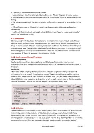 MARINE FISHERIES KARTIK
• Capturing of berried females should be banned.
• Seasonal closure should be attempted during December -March, the peak - breeding season.
• Release of berried female and small one to avoid recruitment over fishing as well as juvenile over
fishing.
• The young once caught off the nets can be used for fattening programme or returned back to the
sea.
• EIA notification must be followed for capturing and exporting the lobsters as well as other
crustaceans.
• Ecofriendly fishing methods such as gill nets and lobster traps should be encouraged instead of
destructive trammel net fishing.
6.5. Stomatopods
Stomatopoda (Family: Squilldae) derives its name from Latin which means "mouth foot". They are
called as squilla, mantis shrimps, shrimp mummies, sea mantis, nurse shrimps, thump splitters, or
thugs of crustaceandom. They are predatory crustaceans that live in the shallow waters of tropical
and subtropical seas. These animals range in size from 1 - 2 cm to more than 35 cm and are one of
the most aggressive and pugnacious of all animals. There are around 300 species under the order
stomatopoda. Of these, 30 species are found to occur in India.
6.5.1. Species composition and Production
Species Composition
Squilla sp., Hemisquilla sp., Nannosquilla sp. and Otrattasquilla sp. are the most common
stomatopod species occuring in India. Otrattasquilla nepa is the species that contributes to most of
the catch.
Production
There is no fishery targeting stomatopods in India. They are caught incidentally with penaeid
shrimps and fishes as bycatch throughout the tropics. They are landed in almost all the maritime
states of India. The maximum catch recorded so far have been 1, 00,000 tonnes. They contribute
about 18% to the total crustacean landings. Due to lack of ready market, most of the stomatopods
are now thrown back into the sea and that way the catch potential is very large.
6.5.2. Utilization
The exosckeleton of stomatopods is useful for the production of chitin and chitosan which are useful
in chemistry, biochemistry, medicine (antibiotics), pharmacology, enzymology, microbiology,
biotechnology, agriculture, nutrition, food science (baby foods), biopolymers etc. Many species of
stomatopods are ornately coloured as red, blue, green, etc with deep mottling and are considered as
ornamental organisms. They are used as good protein supplements in compounded feeds of
 