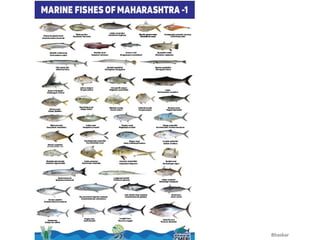 Mathiran Fish Marine fisheries resources and marine species of India.pdf