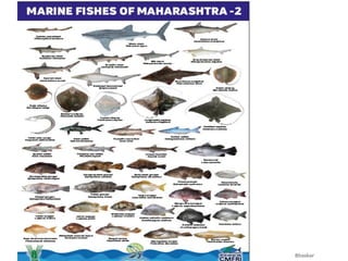 Mathiran Fish Marine fisheries resources and marine species of India.pdf