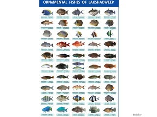 Mathiran Fish Marine fisheries resources and marine species of India.pdf