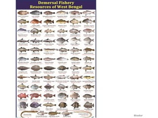 Mathiran Fish Marine fisheries resources and marine species of India.pdf