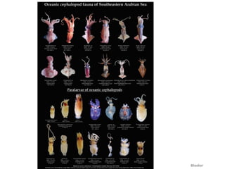 Mathiran Fish Marine fisheries resources and marine species of India.pdf