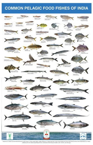 Marine fisheries resources and marine species of India.pdf
