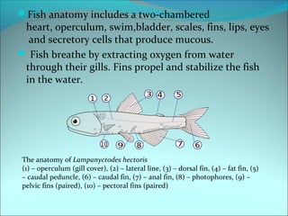Operculum Fish Development 1st Primary School of Sitia-Erasmus+-Marine fauna | PPT