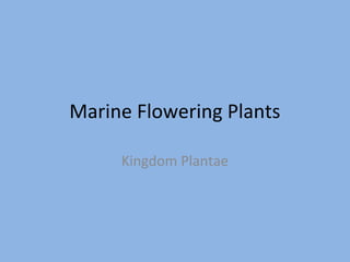 Marine Flowering Plants
Kingdom Plantae

 