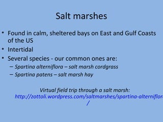 Salt marshes
• Found in calm, sheltered bays on East and Gulf Coasts
of the US
• Intertidal
• Several species - our common ones are:
– Spartina alterniflora – salt marsh cordgrass
– Spartina patens – salt marsh hay

Virtual field trip through a salt marsh:
http://zottoli.wordpress.com/saltmarshes/spartina-alterniflora
/

 
