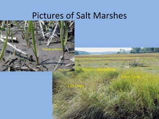 Pictures of Salt Marshes

 