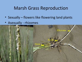 Marsh Grass Reproduction
• Sexually – flowers like flowering land plants
• Asexually - rhizomes

 