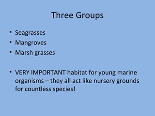 Three Groups
• Seagrasses
• Mangroves
• Marsh grasses
• VERY IMPORTANT habitat for young marine
organisms – they all act like nursery grounds
for countless species!

 