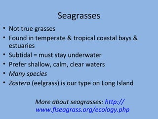 Seagrasses
• Not true grasses
• Found in temperate & tropical coastal bays &
estuaries
• Subtidal = must stay underwater
• Prefer shallow, calm, clear waters
• Many species
• Zostera (eelgrass) is our type on Long Island
More about seagrasses: http://
www.flseagrass.org/ecology.php

 