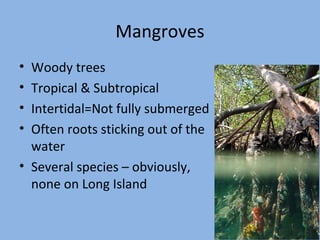 Mangroves
•
•
•
•

Woody trees
Tropical & Subtropical
Intertidal=Not fully submerged
Often roots sticking out of the
water
• Several species – obviously,
none on Long Island

 