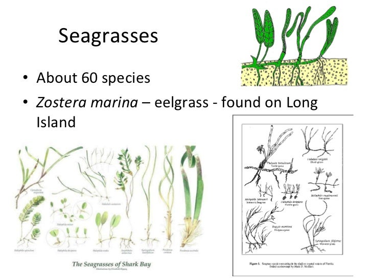 Marine flowering plants powerpoint