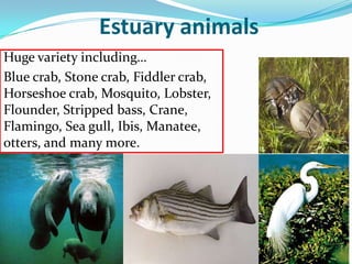 Estuary animals
Huge variety including…
Blue crab, Stone crab, Fiddler crab,
Horseshoe crab, Mosquito, Lobster,
Flounder, Stripped bass, Crane,
Flamingo, Sea gull, Ibis, Manatee,
otters, and many more.
 