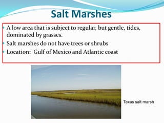 Salt Marshes
 A low area that is subject to regular, but gentle, tides,
dominated by grasses.
 Salt marshes do not have trees or shrubs
 Location: Gulf of Mexico and Atlantic coast
Texas salt marsh
 