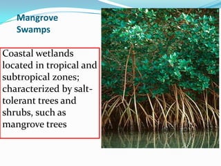 Mangrove
Swamps
Coastal wetlands
located in tropical and
subtropical zones;
characterized by salt-
tolerant trees and
shrubs, such as
mangrove trees
 